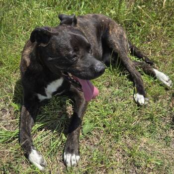Boxer Dogs Available for Adoption in Plano, Texas - Sully | PetCurious