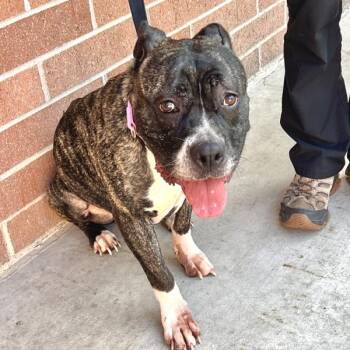 Princess Xara Ophelia -  Cane Corso and American Bulldog Dog for Adoption in Sioux City, Iowa - Princess Xara Ophelia | PetCurious