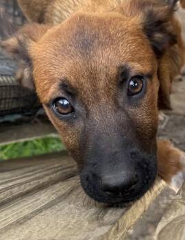 Black Mouth Cur and German Shepherd Dog Dogs Available for Adoption in Carver, Massachusetts - Serena | PetCurious