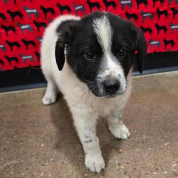 Australian Cattle Dog Blue Heeler and Border Collie Dogs Available for Adoption in Washburn, Missouri - Peso | PetCurious