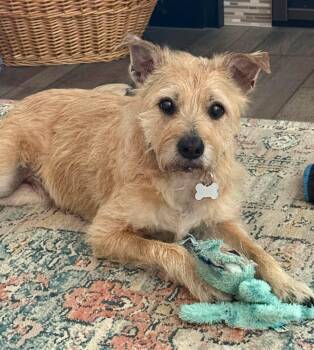 Archie -  Cairn Terrier and Norfolk Terrier Dog for Adoption in Whitewater, Wisconsin - Archie | PetCurious