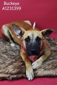 Rescue Shepherd Dogs for Adoption in Thousand Oaks, California - Buckeye -- LONG-TIME RESIDENT!! | PetCurious