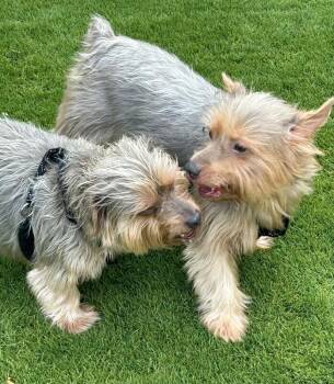Buddie -  Yorkshire Terrier Dog for Adoption in Anthem, Arizona - Buddie | PetCurious