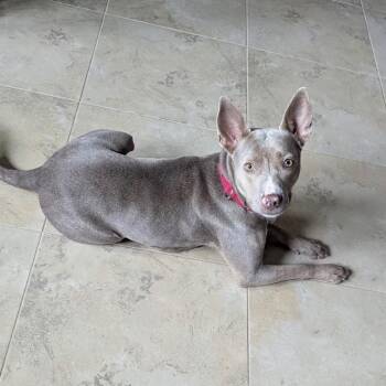 Irene Adler -  Labrador Retriever Dog for Adoption in League City, Texas - Irene Adler | PetCurious