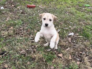 Golden Retriever and English Pointer Dogs Available for Adoption - Mars | PetCurious