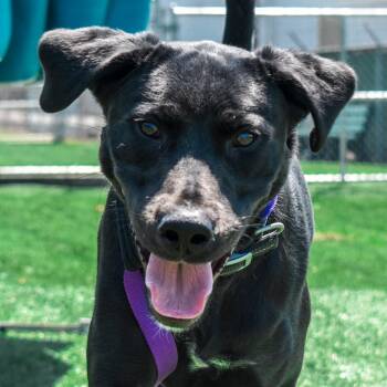 Gunner -  Black Labrador Retriever Dog for Adoption in Evansville, Indiana - Gunner | PetCurious