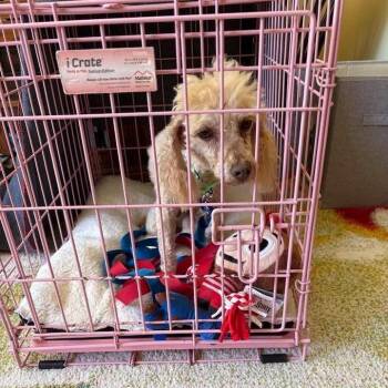 Burt Reynolds -  Miniature Poodle Dog for Adoption in Campton Hills, Illinois - Burt Reynolds | PetCurious