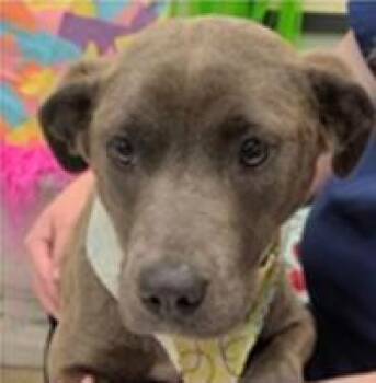 Retriever and Mixed Breed Dogs Available for Adoption in Largo, Florida - Rumble | PetCurious