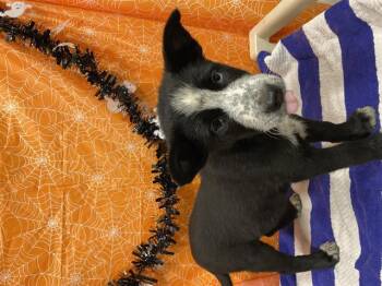 Rescue Border Collie and Mixed Breed Dogs for Adoption in Modesto, California - A604283 | PetCurious