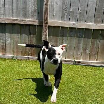 Savannah -  Pit Bull Terrier Dog for Adoption in Dover, Arkansas - Savannah | PetCurious