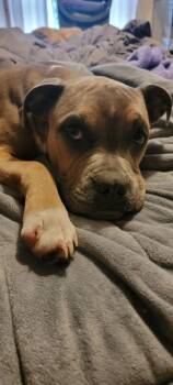 Spencer -  Boston Terrier and Pit Bull Terrier Dog for Adoption in Bloomington, Indiana - Spencer | PetCurious