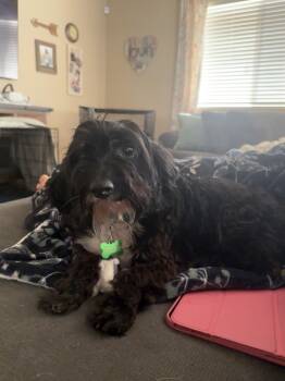 Rescue Terrier Dogs for Adoption in Colorado Springs, Colorado - Marley | PetCurious