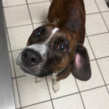 Leia -  Mixed Breed Dog for Adoption in Charleston, West Virginia - Leia | PetCurious