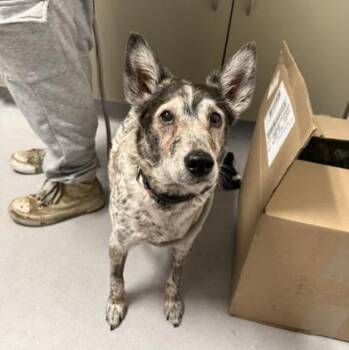 Smurf -  Mixed Breed Dog for Adoption in West Chester, Pennsylvania - Smurf | PetCurious