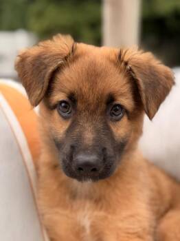 Leyla (7998) -  Shepherd and Mixed Breed Dog for Adoption in Lindenhurst, New York - Leyla (7998) | PetCurious
