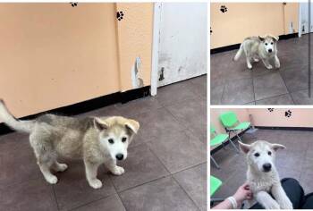 Alaskan Malamute and Husky Dogs Available for Adoption in Boulder, Colorado - Yeti | PetCurious