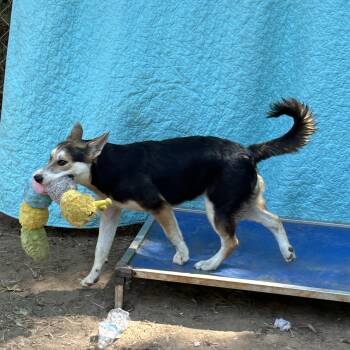 Rehanna -  German Shepherd Dog Dog for Adoption in Texarkana, Texas - Rehanna | PetCurious