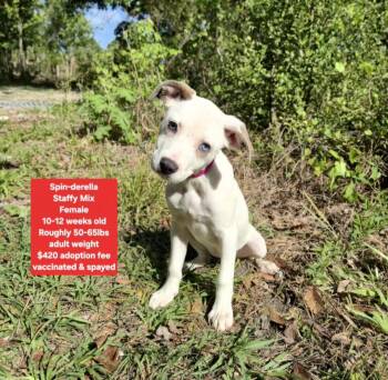 Staffordshire Bull Terrier Dogs Available for Adoption in Oviedo, Florida - Spin-derella | PetCurious