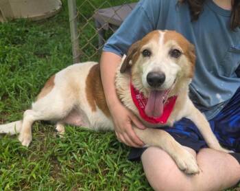 Max -  Beagle Dog for Adoption in Gardiner, New York - Max | PetCurious