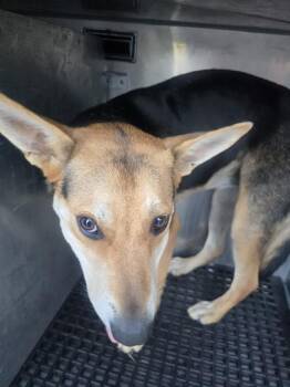 Rescue Mixed Breed Dogs for Adoption in Dallas, Texas - CINNAMON | PetCurious