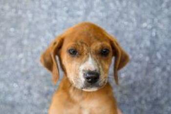 Terrier and Mixed Breed Dogs Available for Adoption in Dothan, Alabama - Rosa | PetCurious