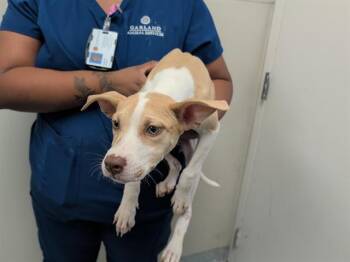 SANDY -  Siberian Husky and Mixed Breed Dog for Adoption in Rowlett, Texas - SANDY | PetCurious