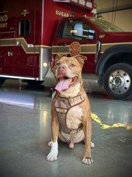NEYMAR -  Staffordshire Bull Terrier Dog for Adoption in Sugar Land, Texas - NEYMAR | PetCurious