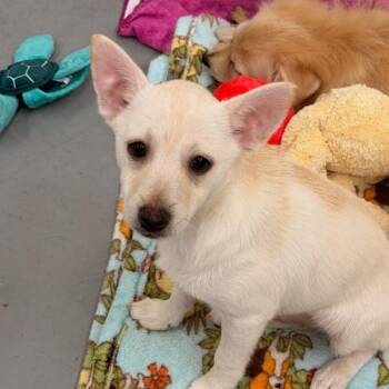 CIDER -  Pomeranian and Mixed Breed Dog for Adoption in Richmond, California - CIDER | PetCurious