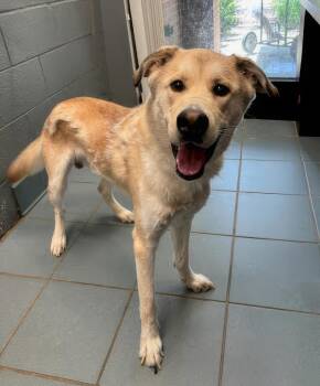 Midas -  Mixed Breed Dog for Adoption in Nashville, Tennessee - Midas | PetCurious