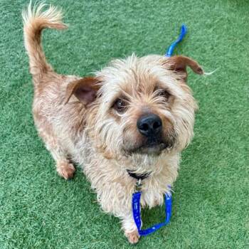 Terrier and Miniature Poodle Dogs Available for Adoption in Walnut Creek, California - Scooter | PetCurious