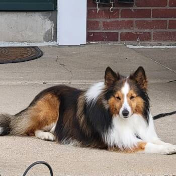 Shetland Sheepdog Sheltie Dogs Available for Adoption in Sinking Spring, Pennsylvania - Firethorn (Charlie) | PetCurious