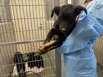 Mixed Breed Dogs Available for Adoption in Santa Fe, New Mexico - MONTY | PetCurious