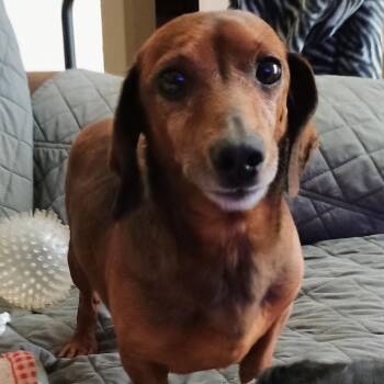 Dachshund Dogs Available for Adoption in Springfield, Missouri - 2147 Frankie | PetCurious