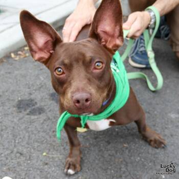 Rescue Basset Hound and Terrier Dogs for Adoption in Washington, District Of Columbia - Leanne | PetCurious