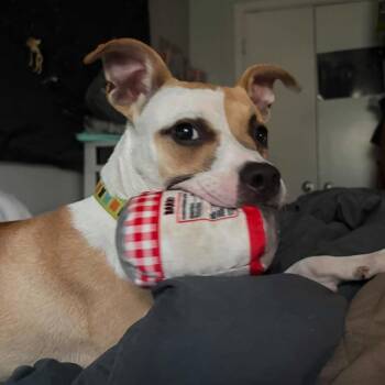 Noodle -  Whippet and Carolina Dog Dog for Adoption - Noodle | PetCurious