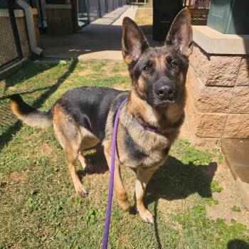 Maybach -  Mixed Breed Dog for Adoption in Chattanooga, Tennessee - Maybach | PetCurious