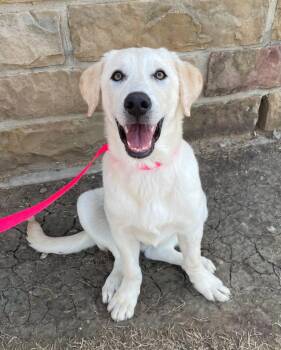 Labrador Retriever Dogs Available for Adoption - Ivory | PetCurious