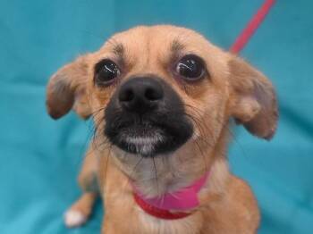 Pippen -  Chihuahua Dog for Adoption in Portland, Oregon - Pippen | PetCurious