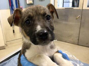 Rescue German Shepherd Dog Dogs for Adoption in Riverside, California - RUA | PetCurious