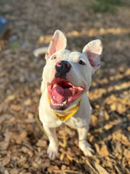 Rescue Mixed Breed Dogs for Adoption in Cincinnati, Ohio - Cotton | PetCurious