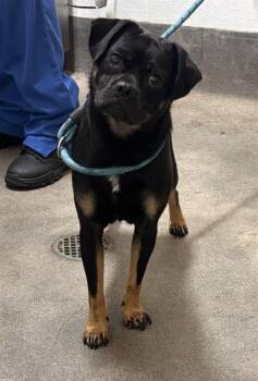 MONTEREY -  Pug and Mixed Breed Dog for Adoption - MONTEREY | PetCurious