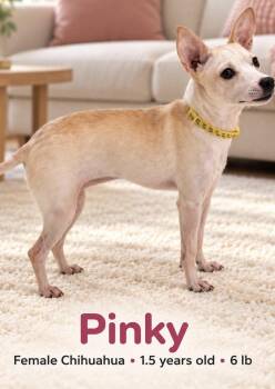 Pinky -  Chihuahua Dog for Adoption in Walker, Louisiana - Pinky | PetCurious