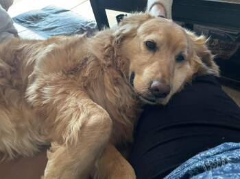 Golden Retriever Dogs Available for Adoption - Hazel | PetCurious