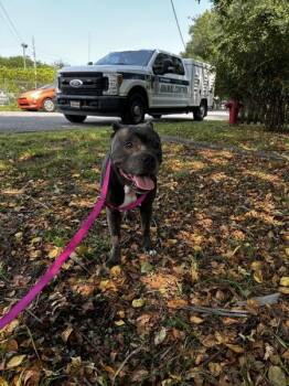 Miss Piggy (eleanor) -  Pit Bull Terrier Dog for Adoption in Mobile, Alabama - Miss Piggy (eleanor) | PetCurious