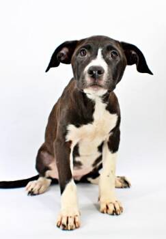 Mako -  Labrador Retriever and Mixed Breed Dog for Adoption in Morton Grove, Illinois - Mako | PetCurious