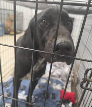 Labrador Retriever and Mixed Breed Dogs Available for Adoption - Les | PetCurious