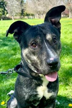 Pit Bull Terrier Dogs Available for Adoption in Vancouver, Washington - Oliver | PetCurious