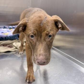 Cassie -  Mixed Breed Dog for Adoption in Knoxville, Tennessee - Cassie | PetCurious