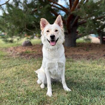 Nikita -  Shepherd and Mixed Breed Dog for Adoption in Fargo, North Dakota - Nikita | PetCurious