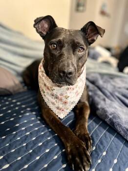 Staffordshire Bull Terrier Dogs Available for Adoption in Gulfport, Mississippi - Nad | PetCurious